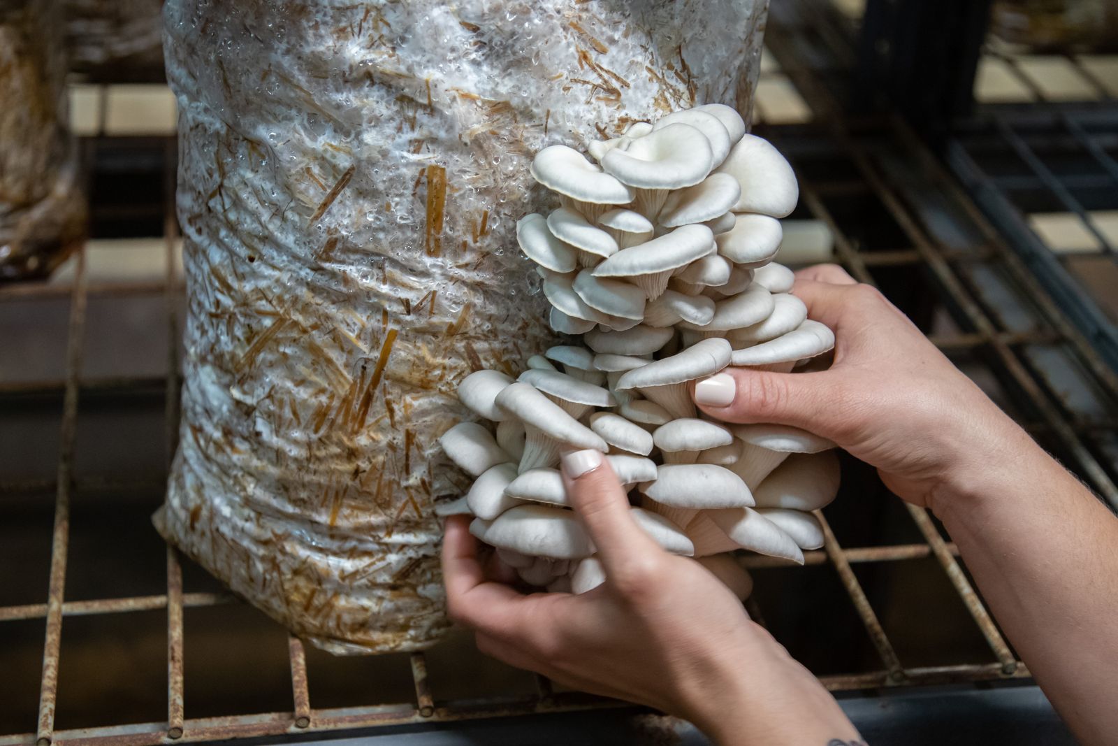 Mushroom cultivation grow room