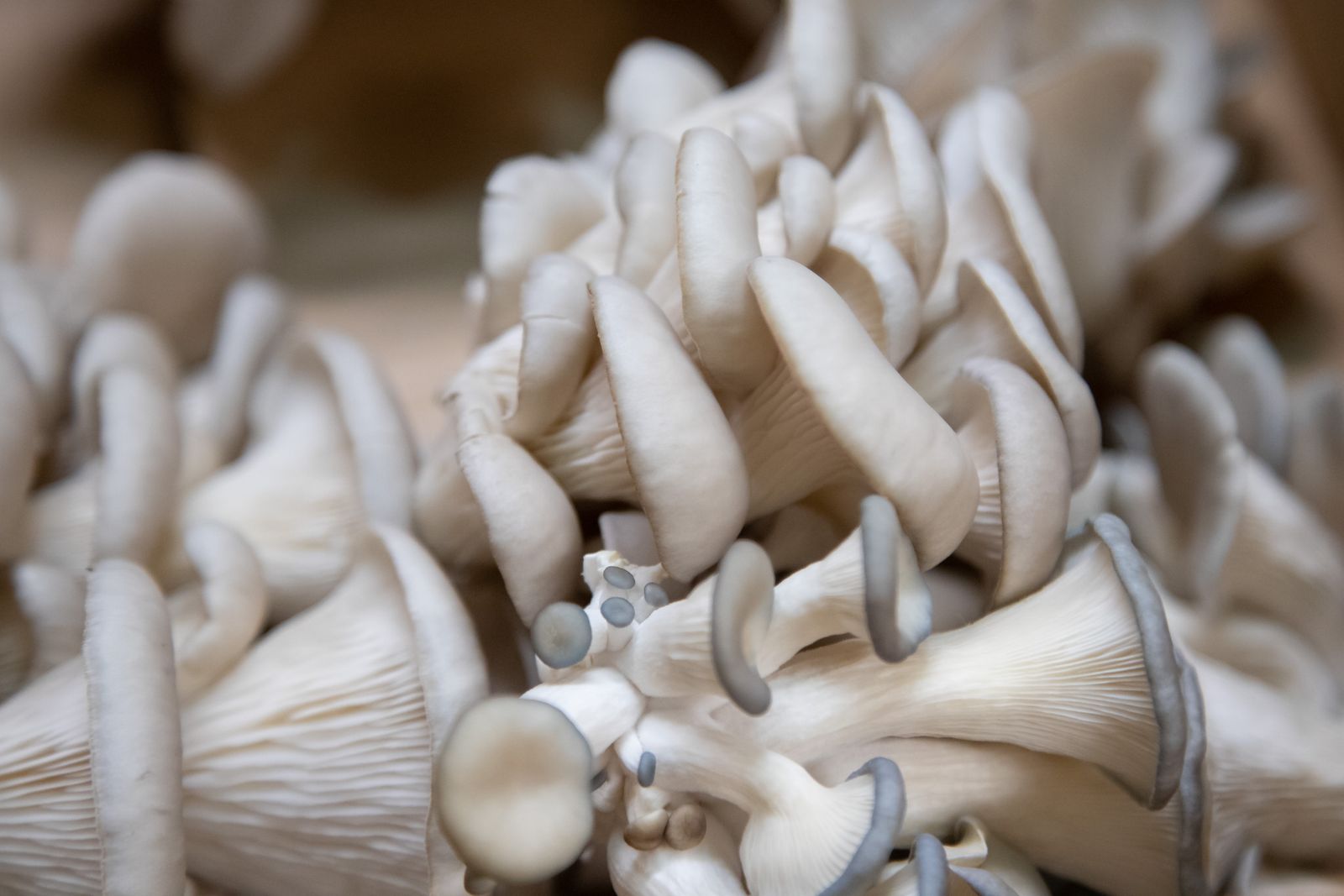 Fresh grey oyster mushroom caps